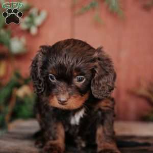 Sadie, Cavapoo Puppy